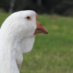 Holmogoru zoss portrets no sāna